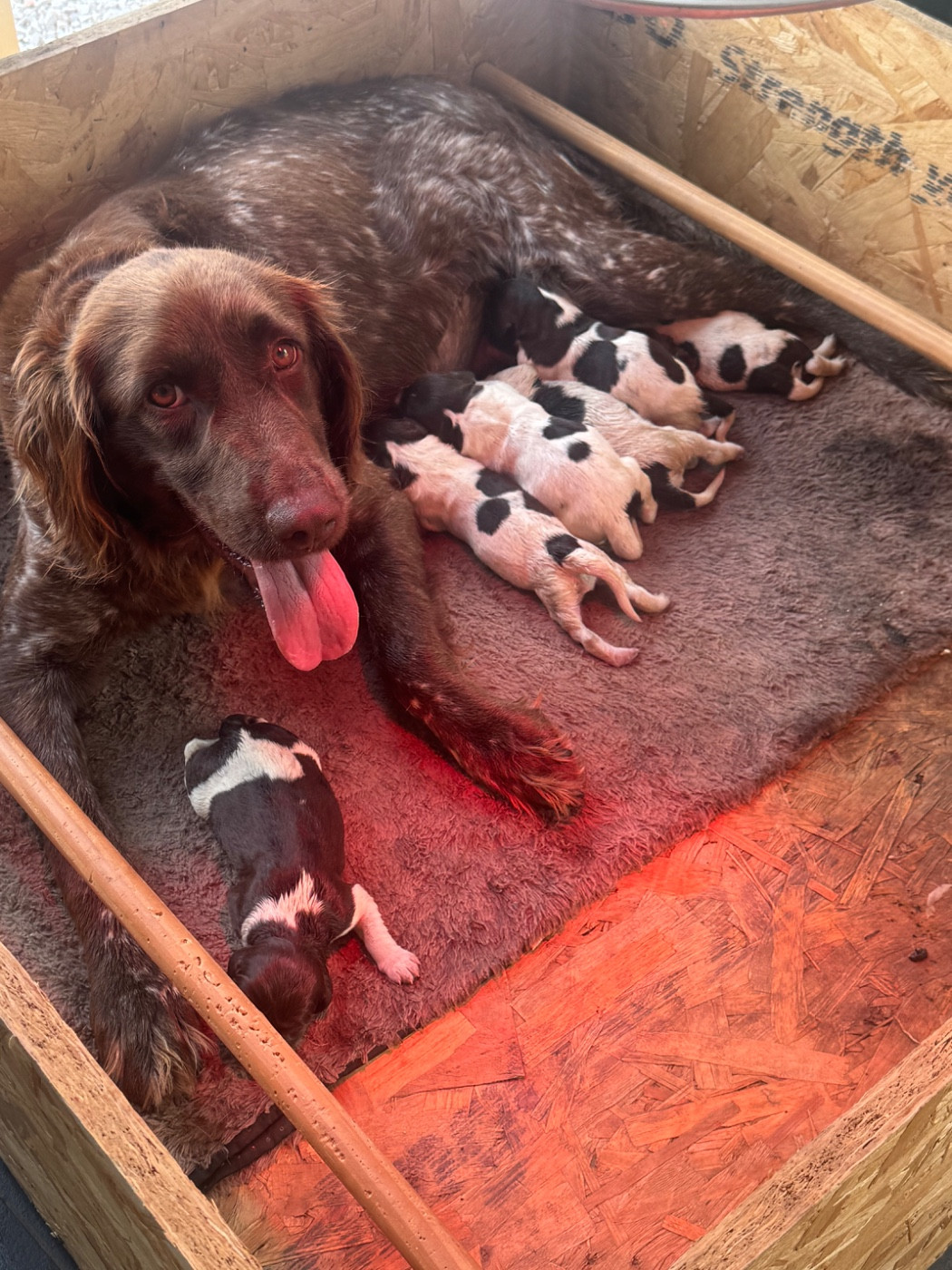Chiot Petit Epagneul de Münster Du Bas Des Crêtes