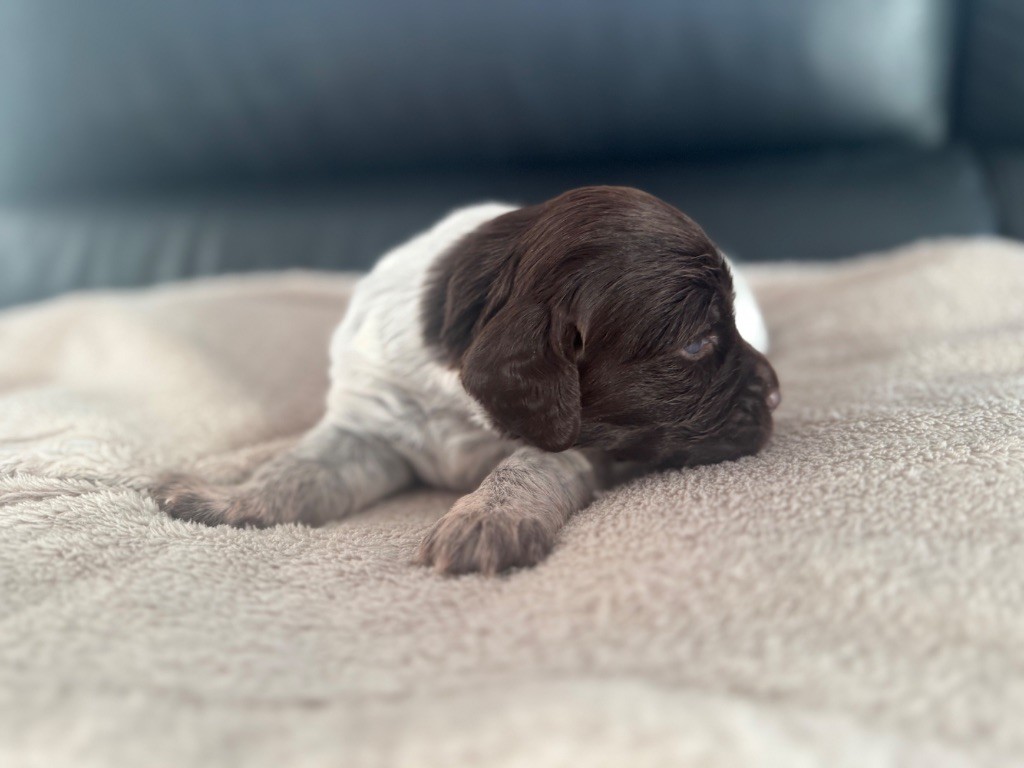 Du Bas Des Crêtes - Chiots disponibles - Petit Epagneul de Münster