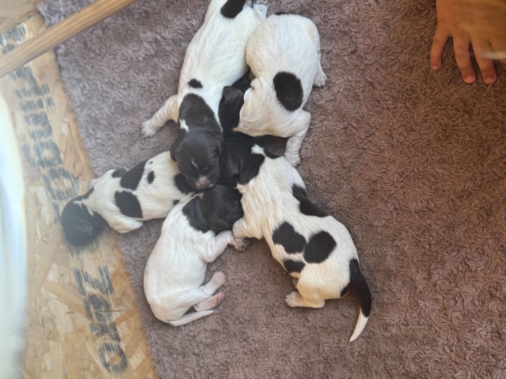 Chiot Petit Epagneul de Münster Du Bas Des Crêtes