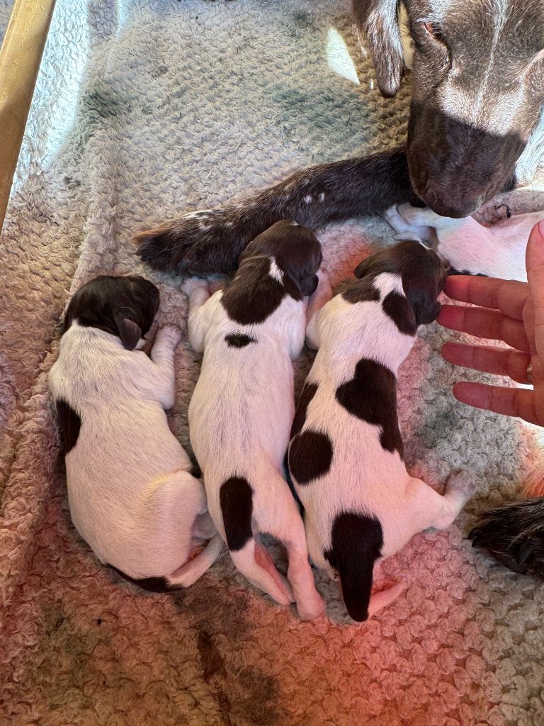 Du Bas Des Crêtes - Chiots disponibles - Petit Epagneul de Münster