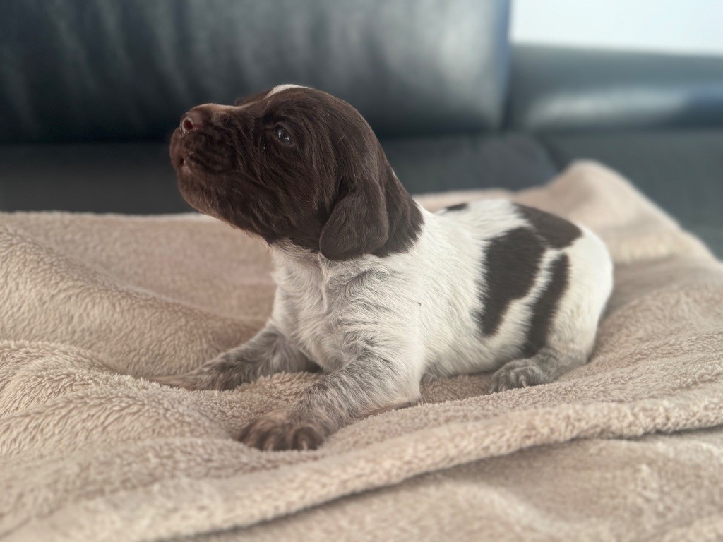 Du Bas Des Crêtes - Chiots disponibles - Petit Epagneul de Münster