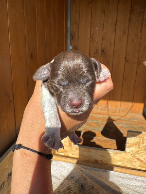CHIOT 3