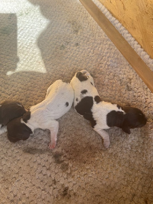 CHIOT 4