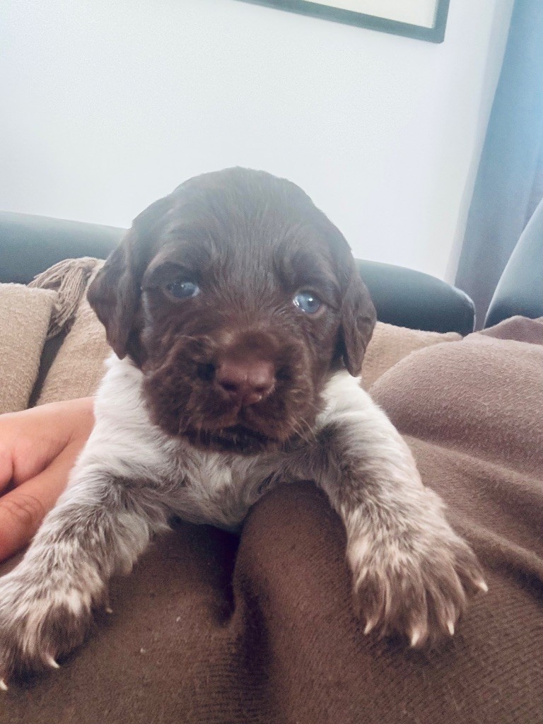 Du Bas Des Crêtes - Chiots disponibles - Petit Epagneul de Münster