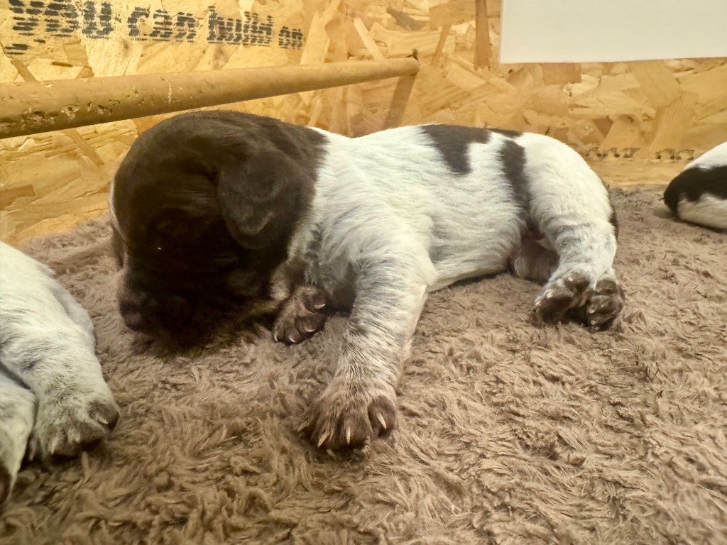 Du Bas Des Crêtes - Chiots disponibles - Petit Epagneul de Münster