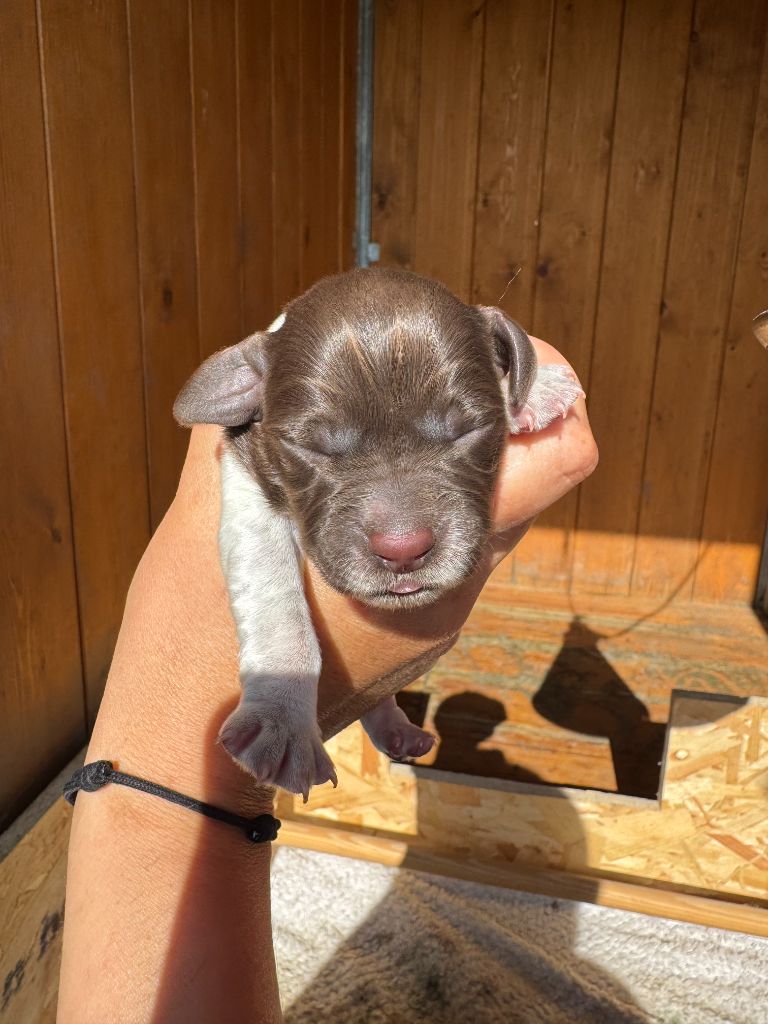 Du Bas Des Crêtes - Chiots disponibles - Petit Epagneul de Münster